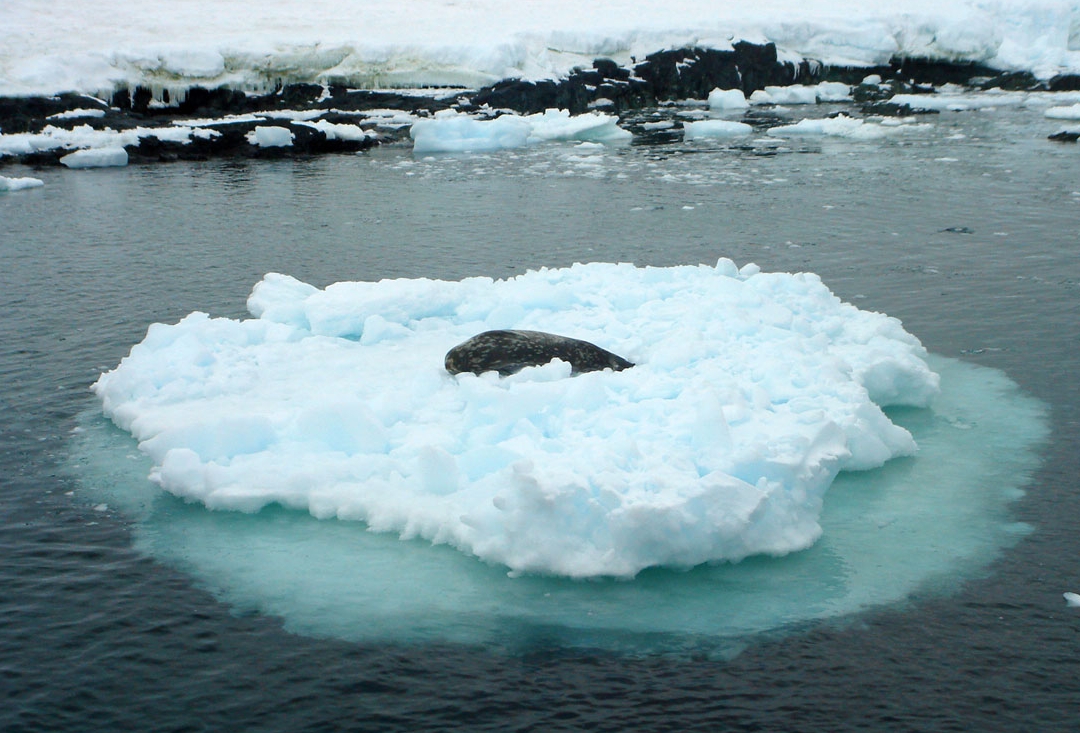 A seal on an ice chunk floating off of Detaille Island , a small island off of Graham Land in Antarctica. Photo by Kim Michele
