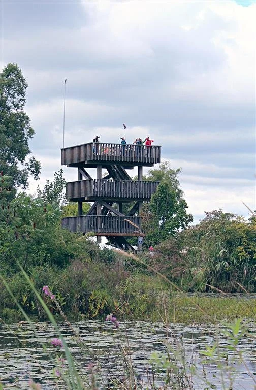 It’s done atop a 40-foot wooden tower, that HBMO persuaded Detroit Edison to donate in 1988. The tower has a great view of hawks arriving from the eastern horizon, the northern and southern horizons where birds pass westward during migration, as wel