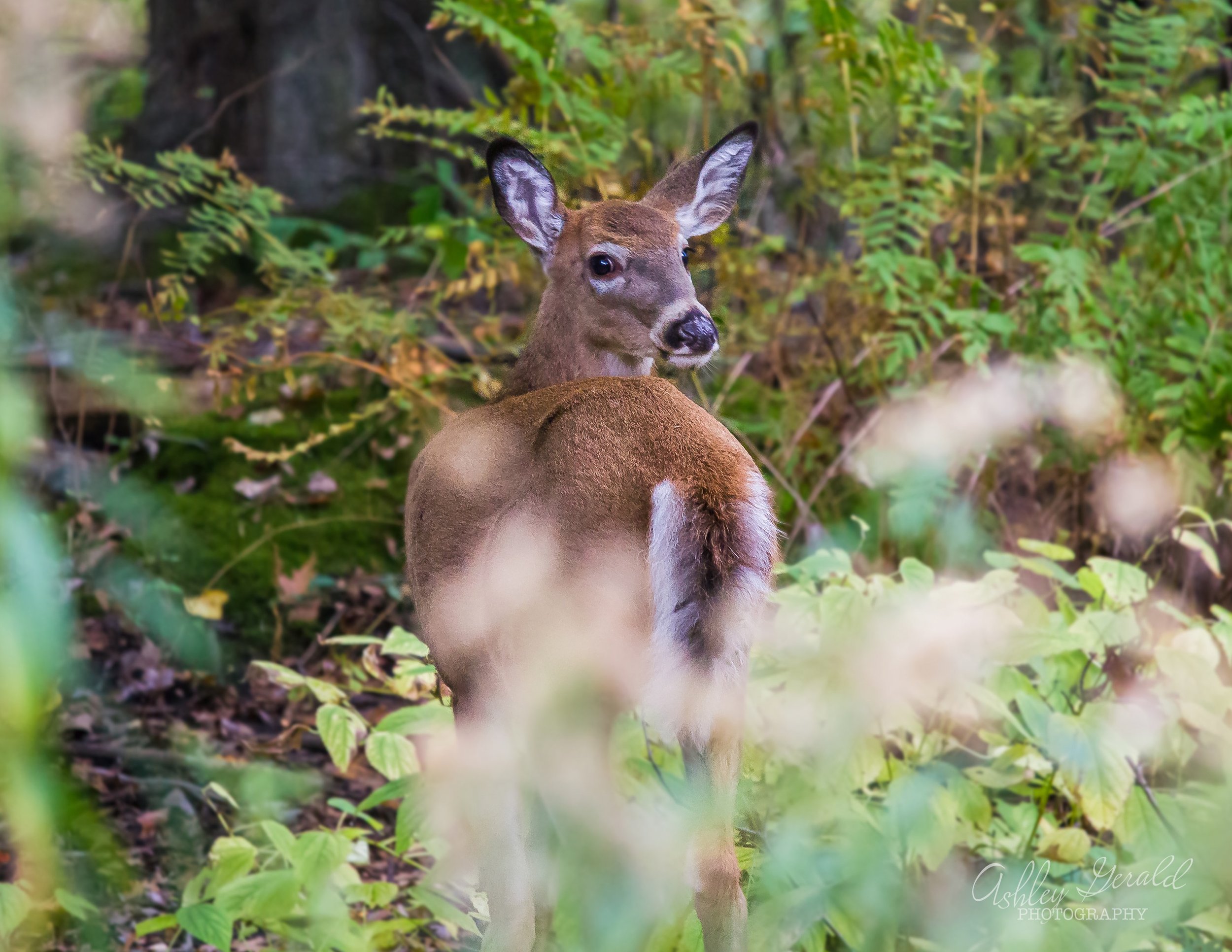 Oh Deer! - Special mention, Visual impact