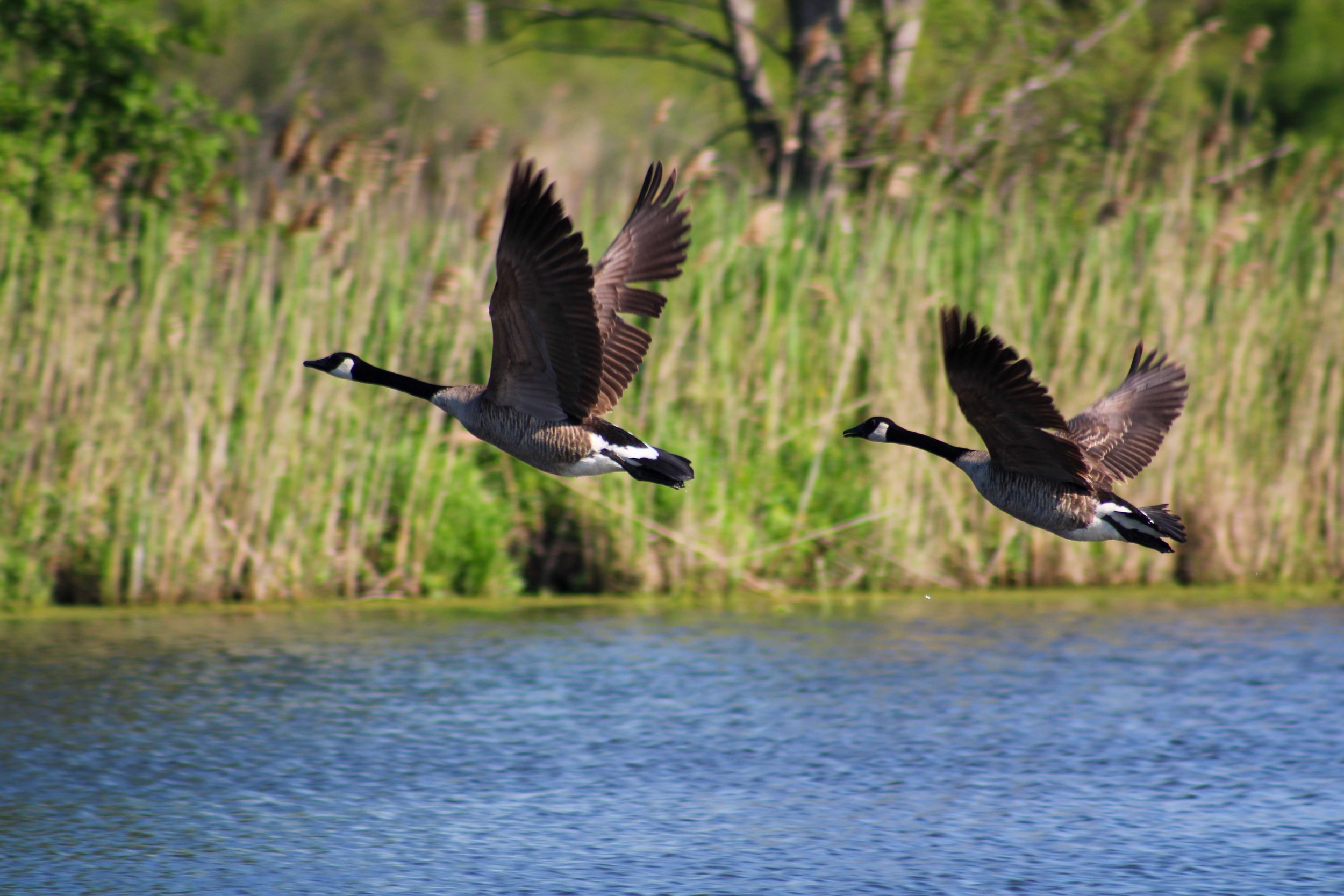 Geese of Hillman Marsh