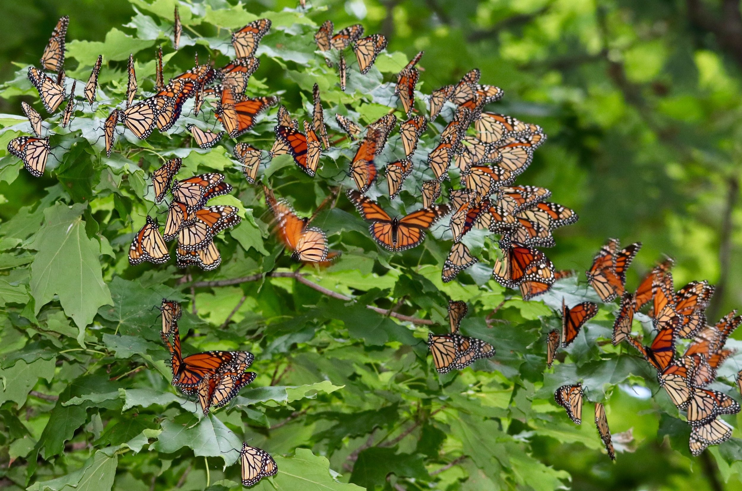 Monarch migration - Special mention, Relevance to Windsor-Essex