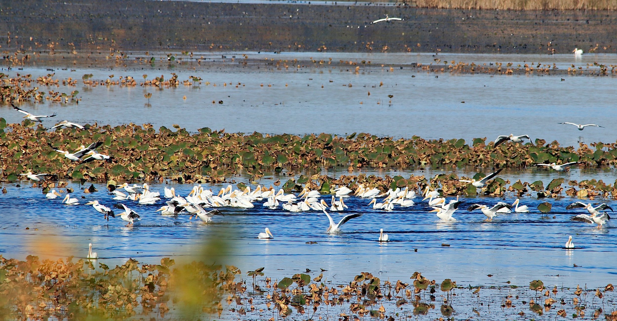 Pelicans in Ontario!