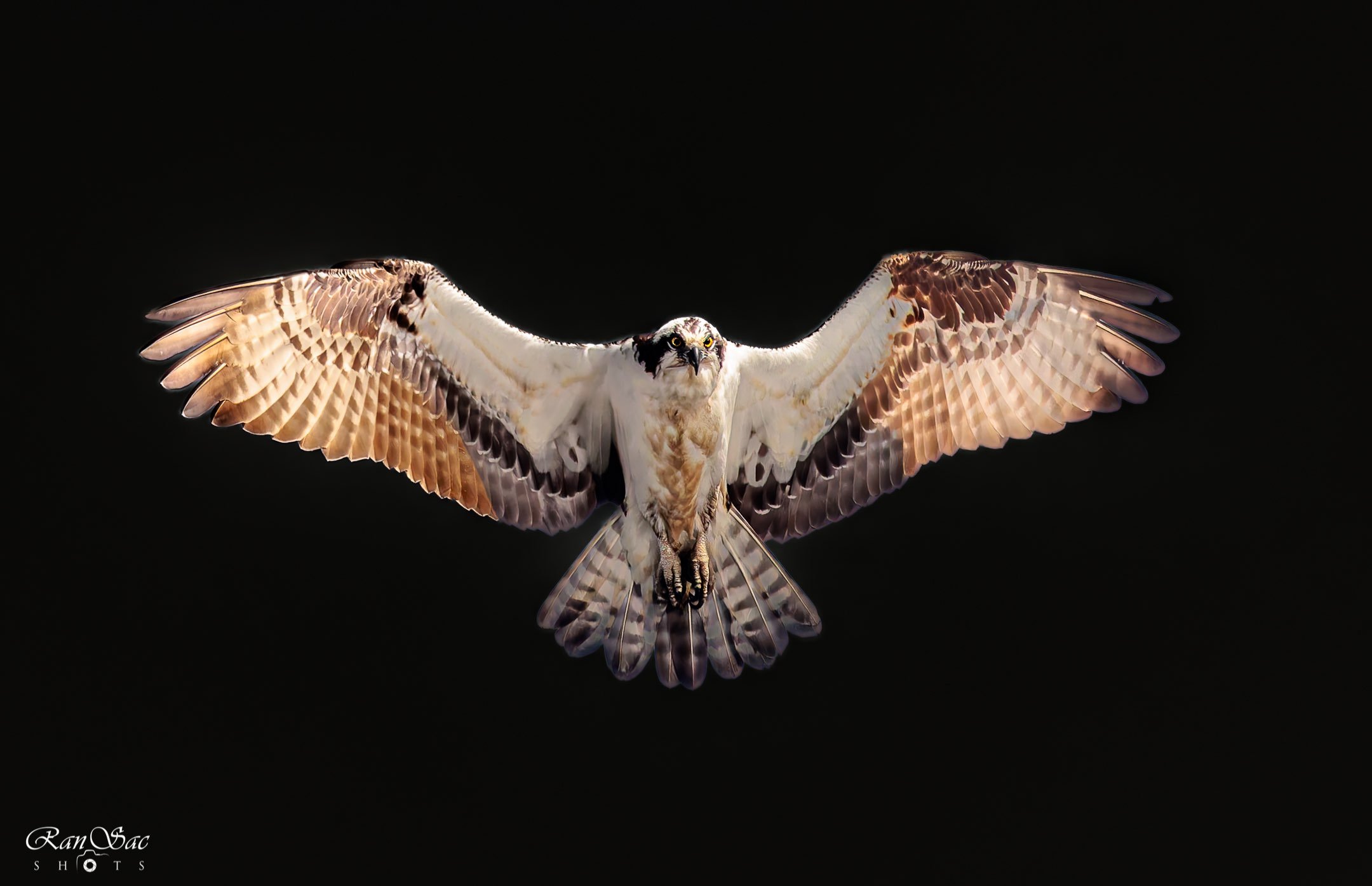 On the hunt - Special mention, Technical quality & Creativity