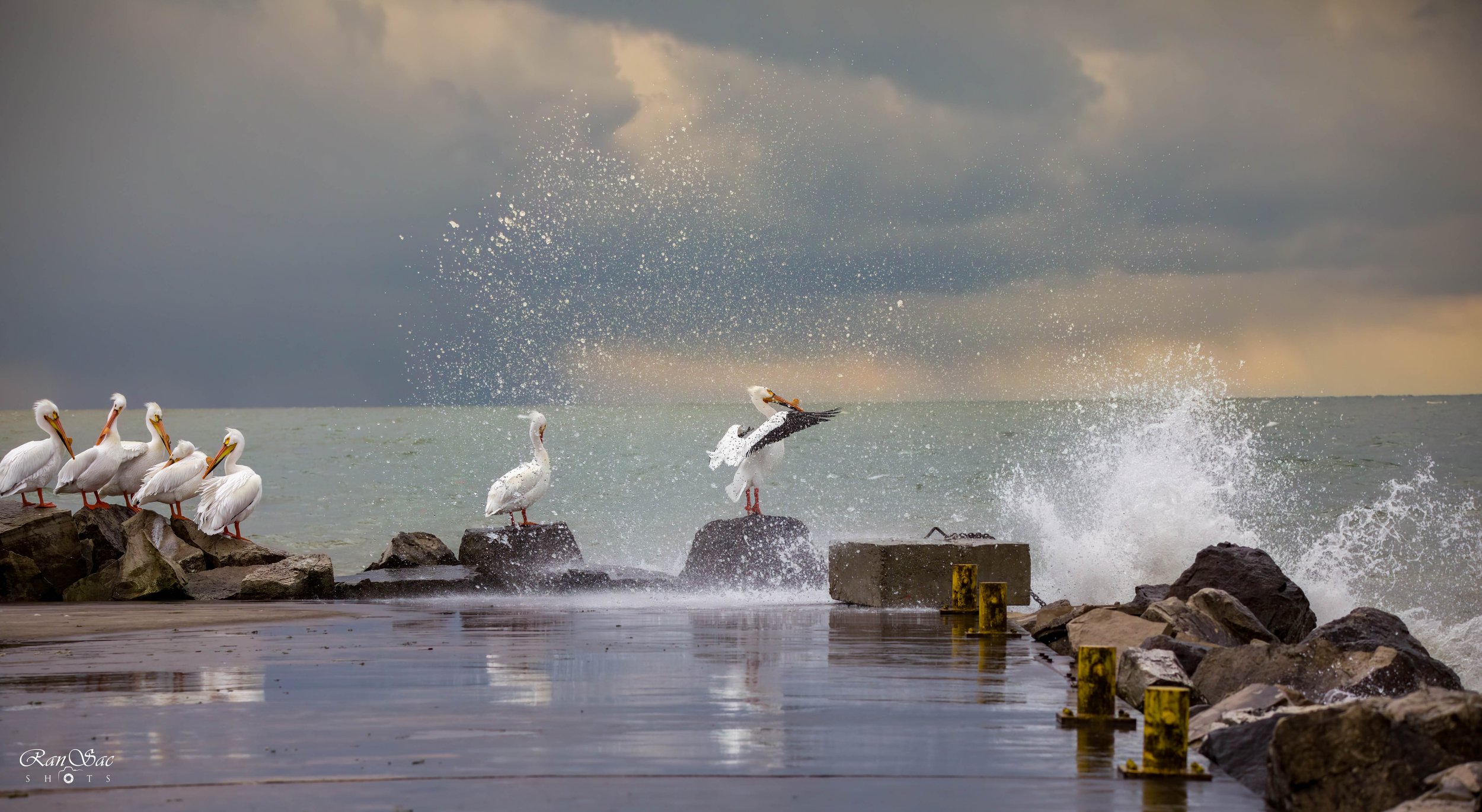 Braving the storm - 1st Prize Winner