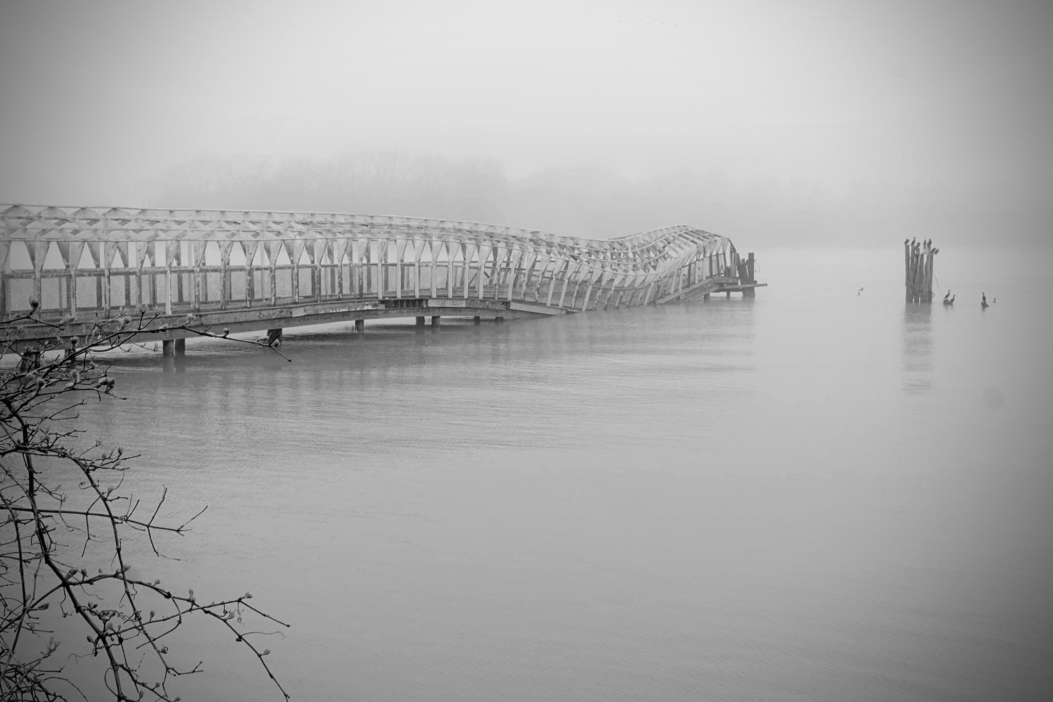Bird meeting on a foggy morning