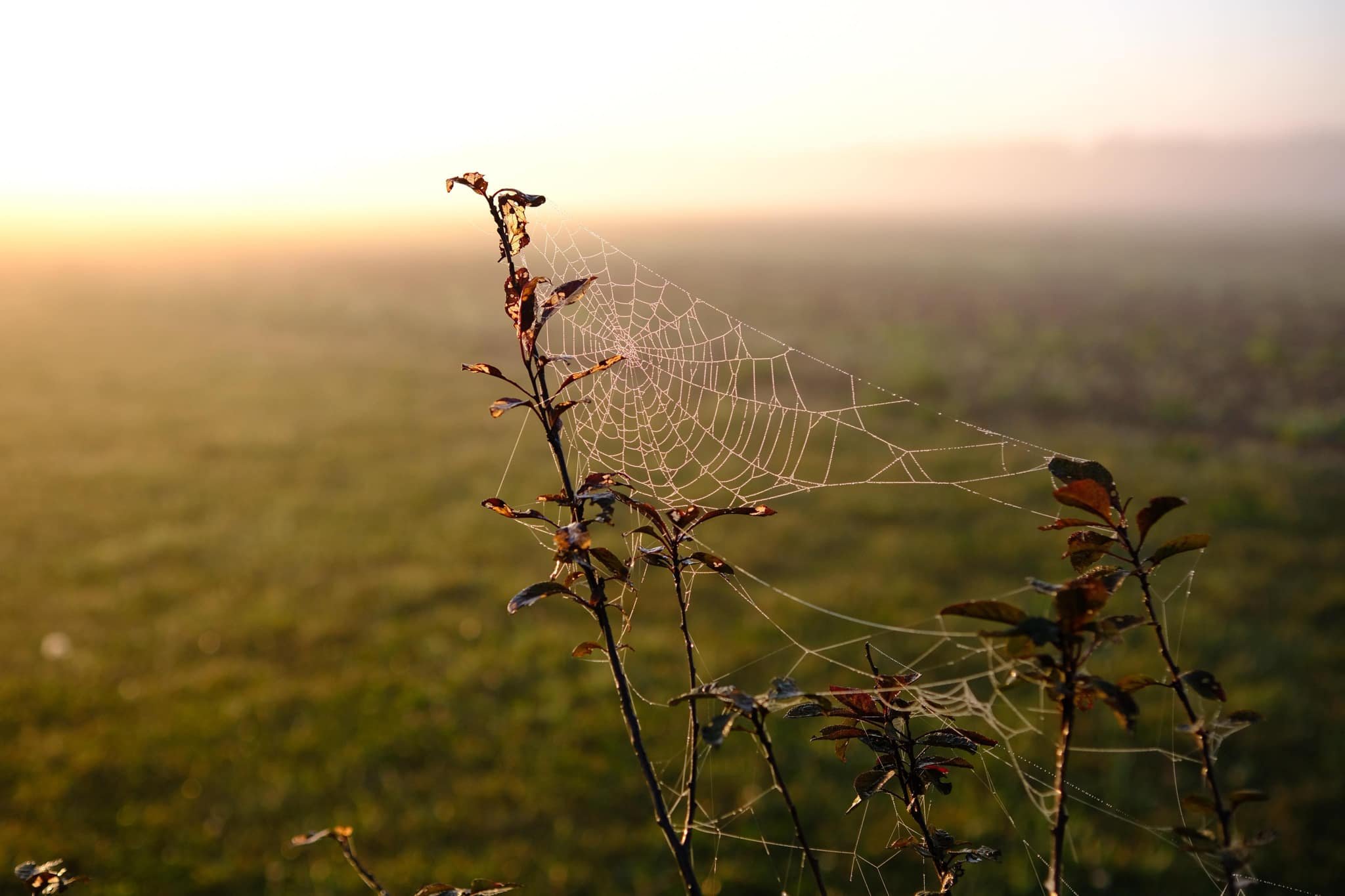 Morning dew on spider web