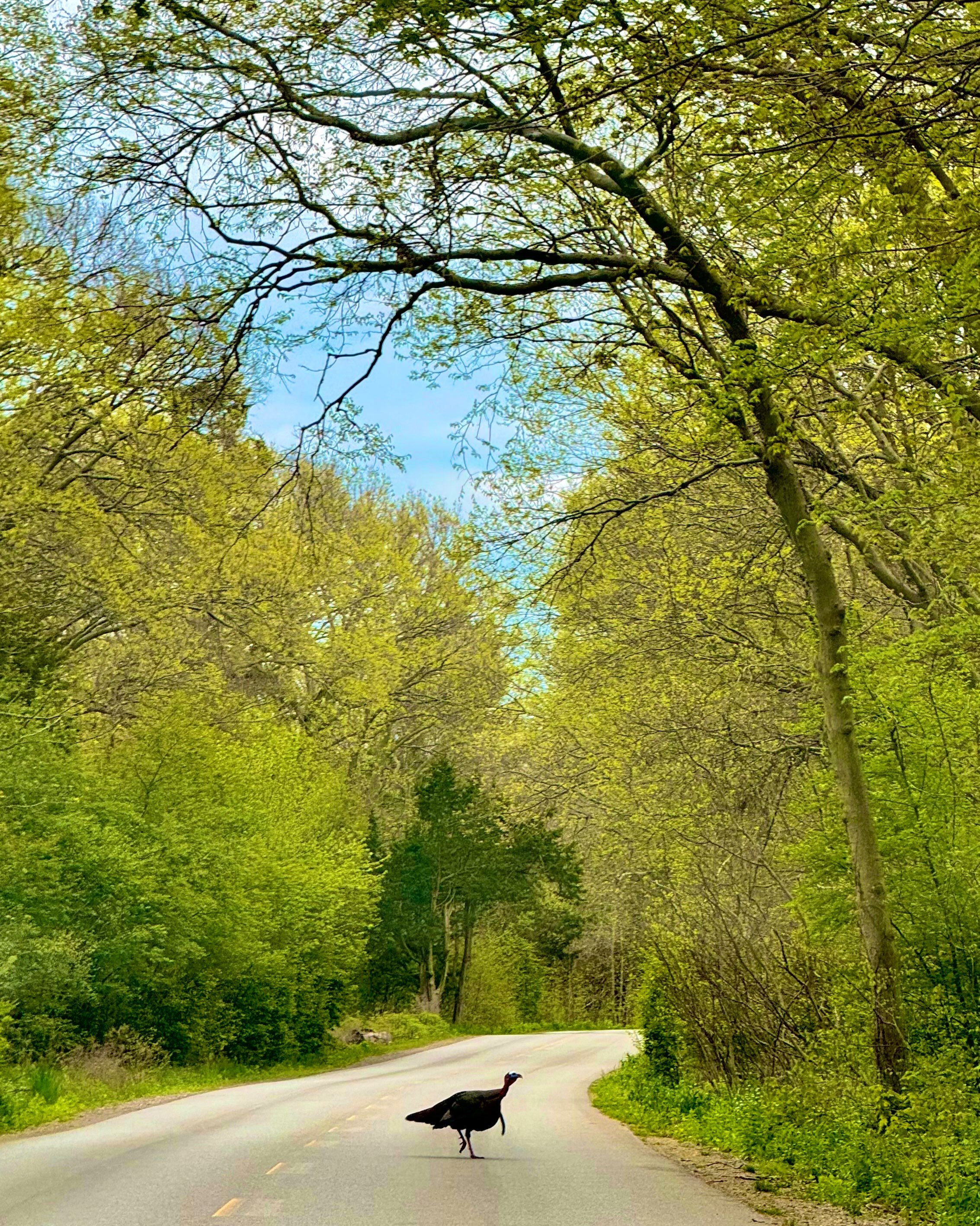 A quiet walk