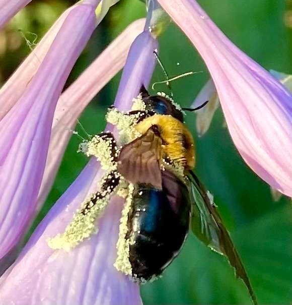 Busy bee
