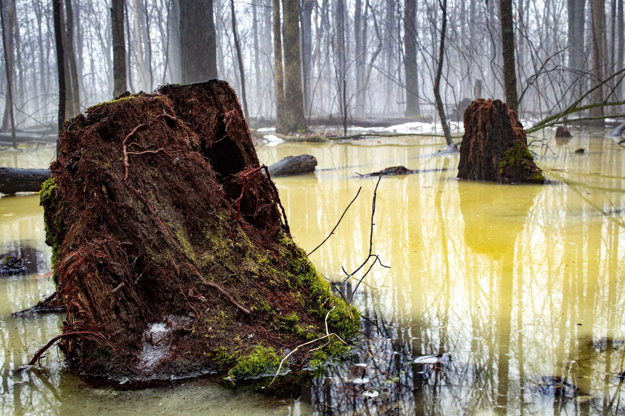 The Vernal Shift - Winner: Category - Landscapes of Home