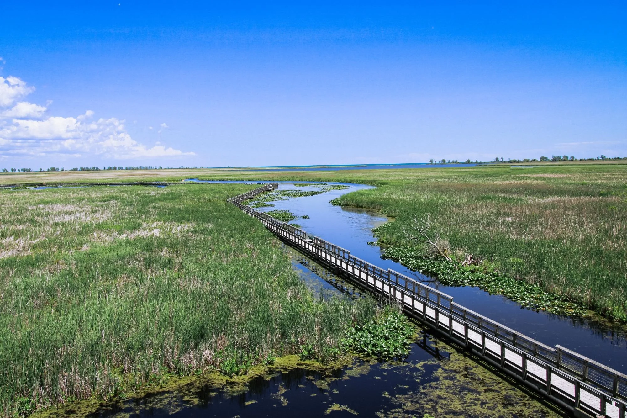 Point Pelee marsh