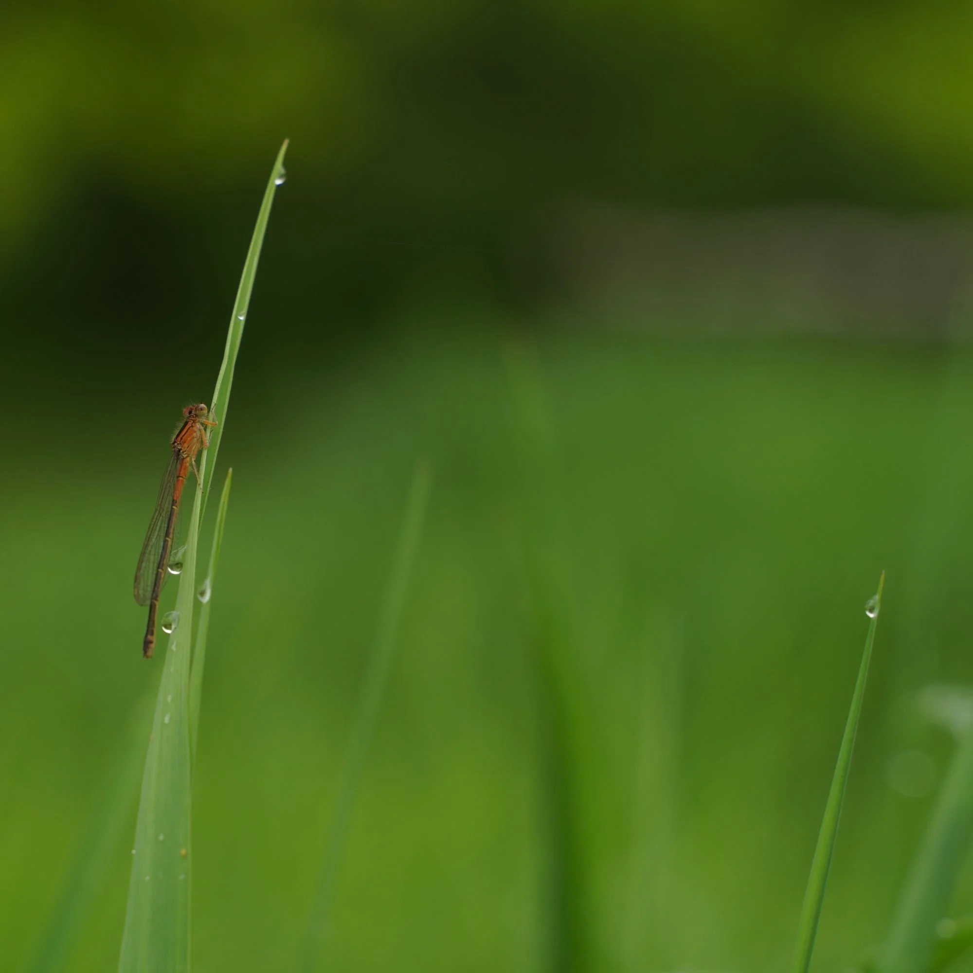  Macro in Micro 