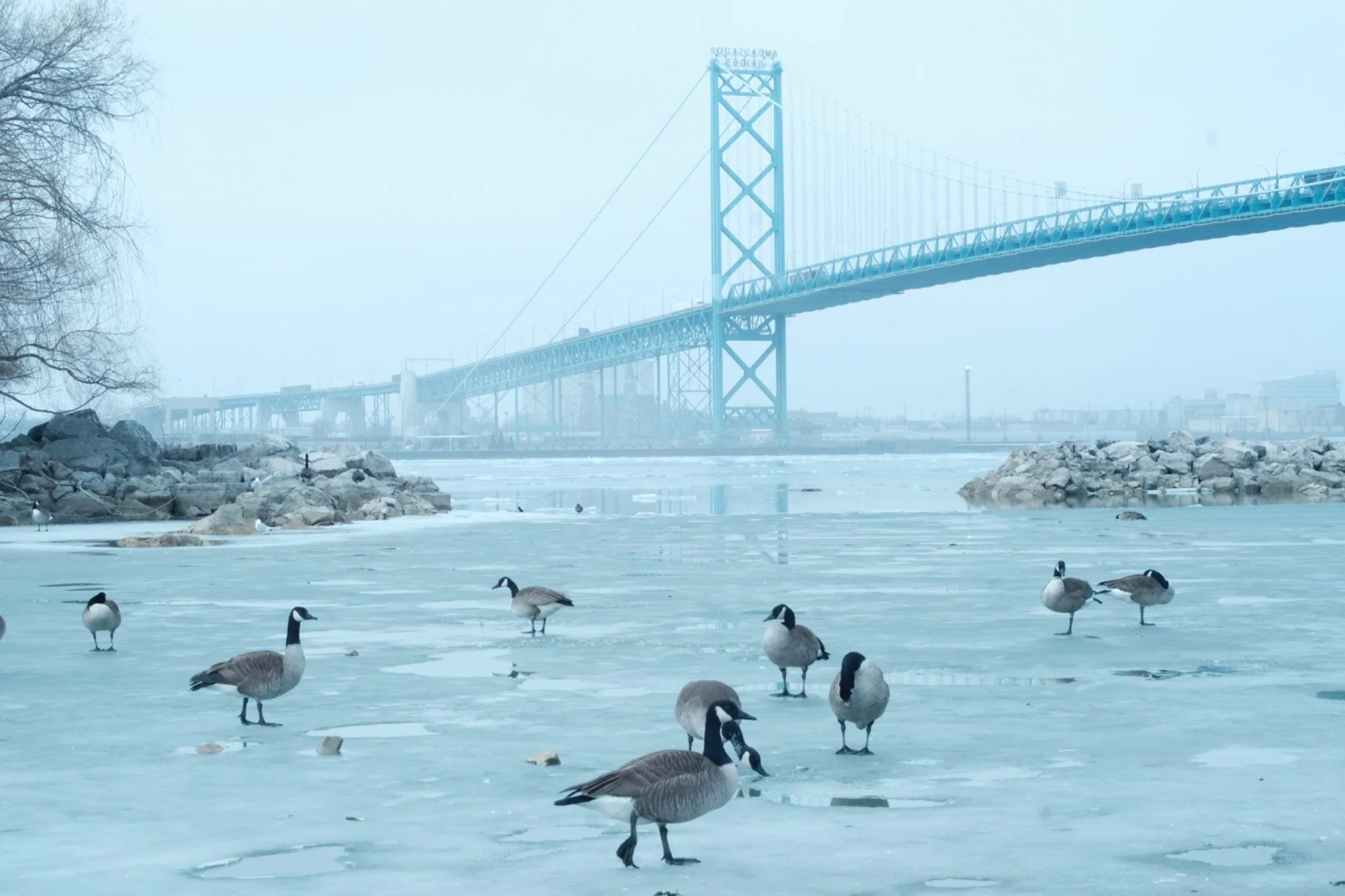  Wing-ter view of the Ambassador Bridge 