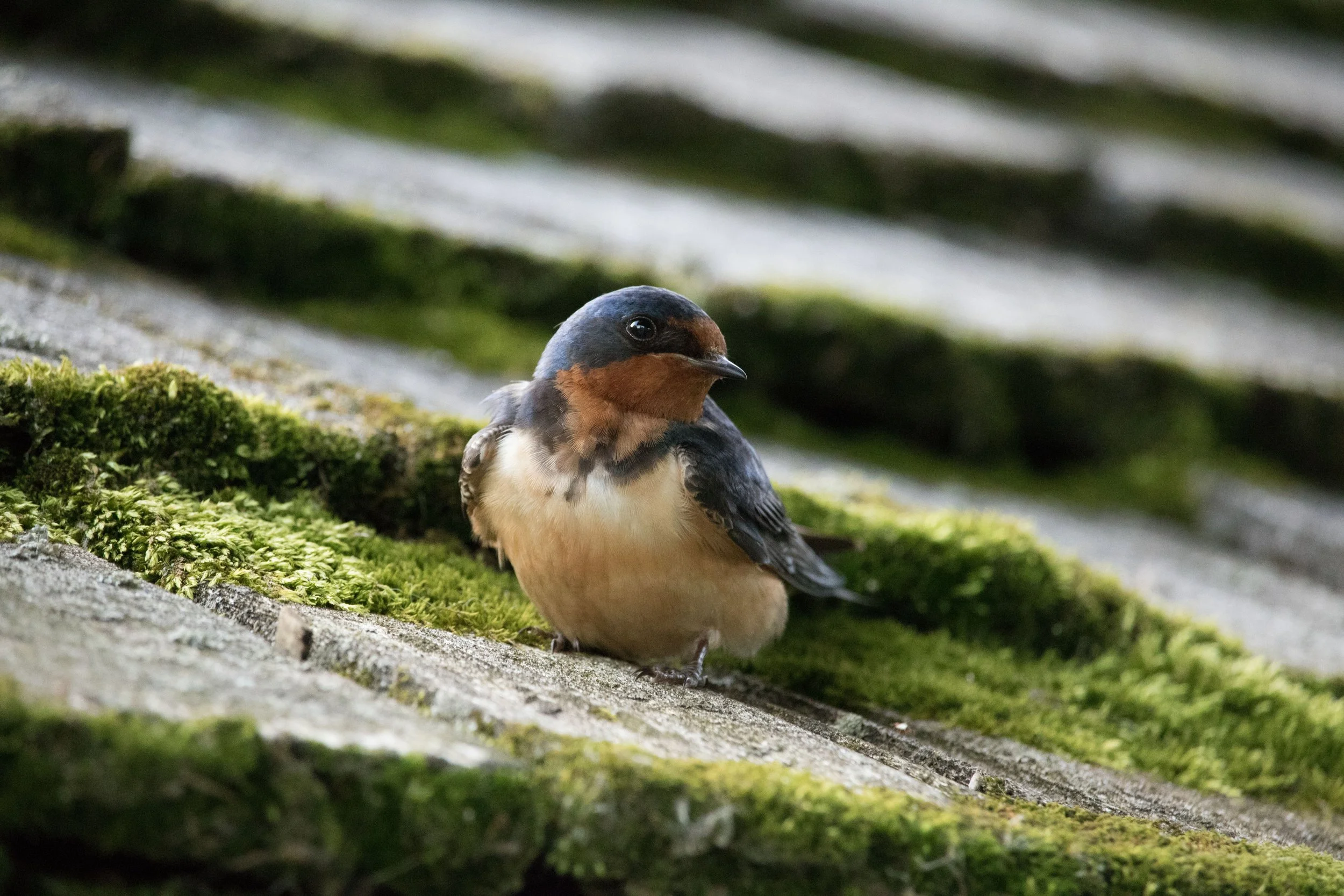 Barn Swallow