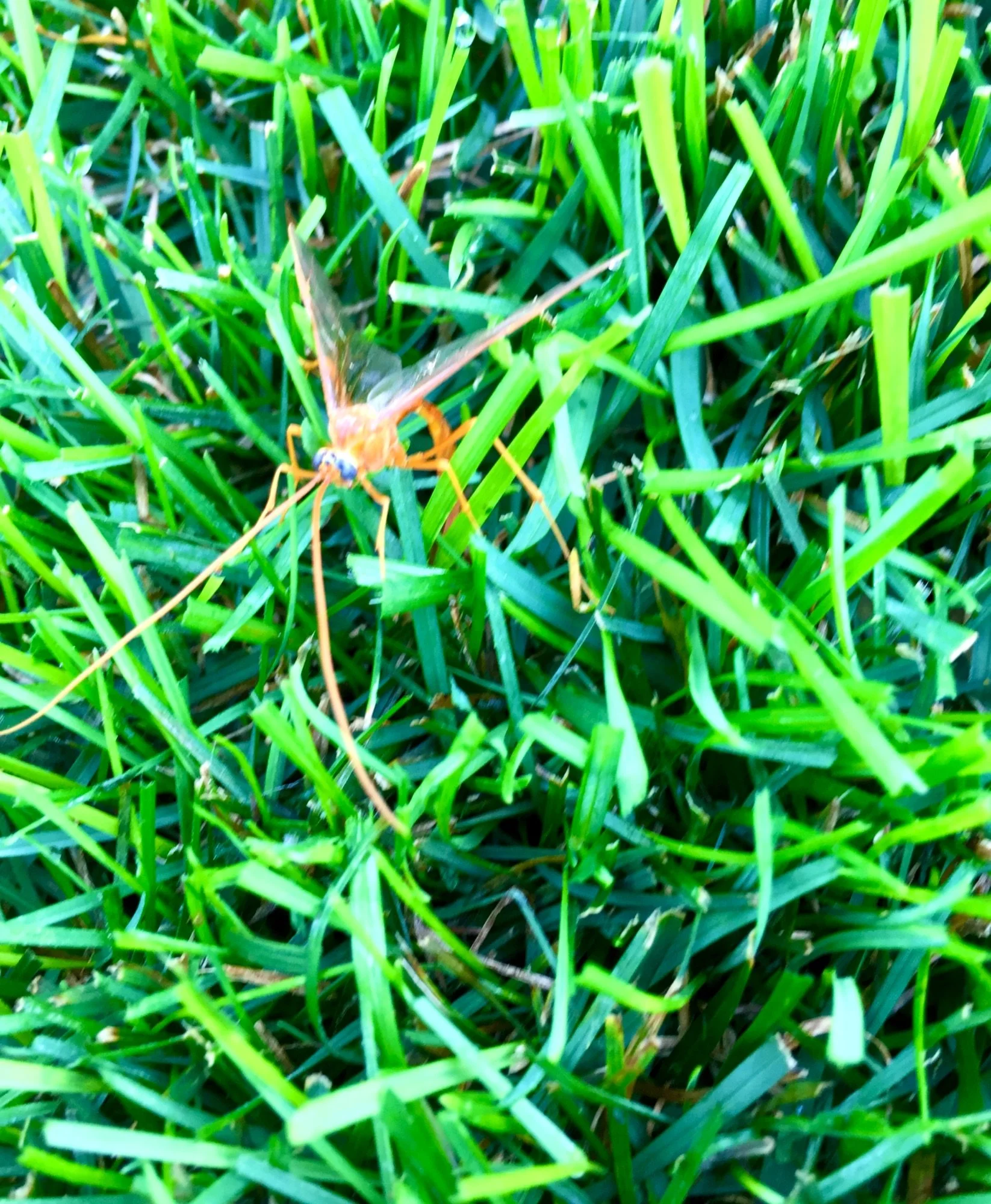 Glow in the Grass