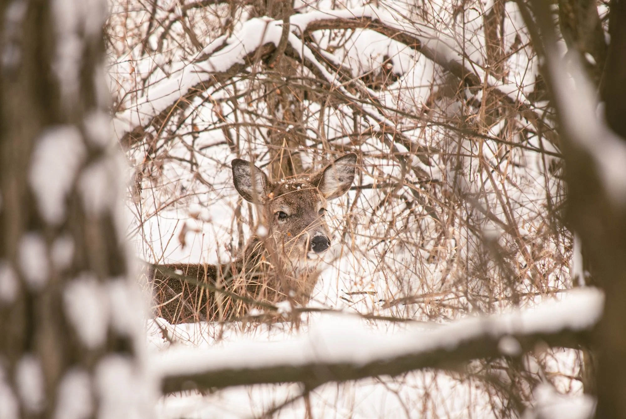 Deer in Winter - Winner: Category - Hidden in Plain Sight