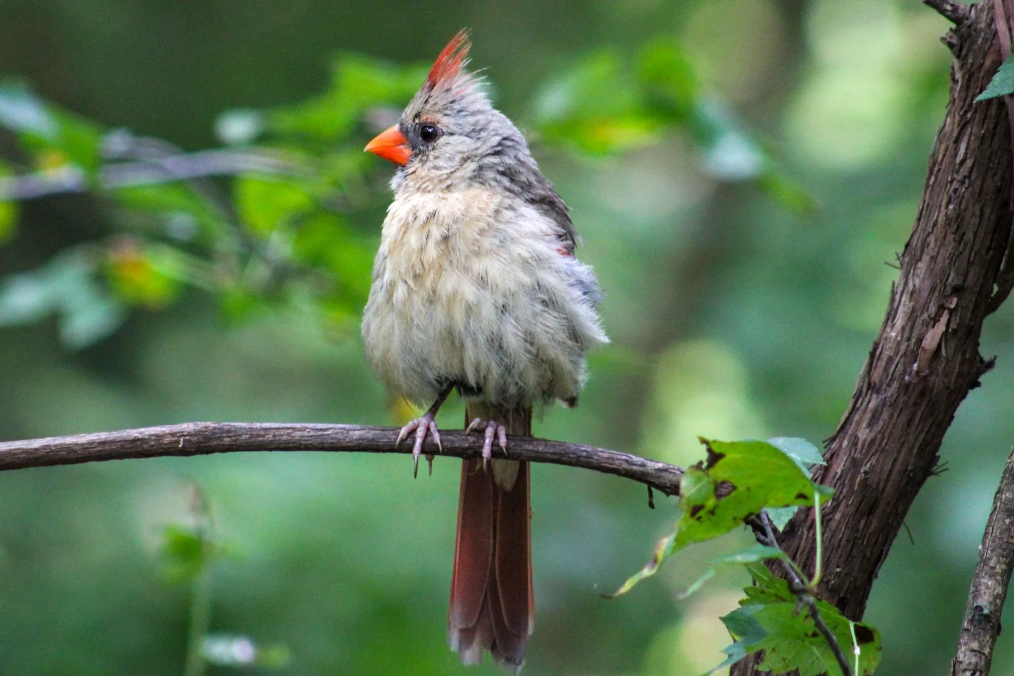 Baby cardinal