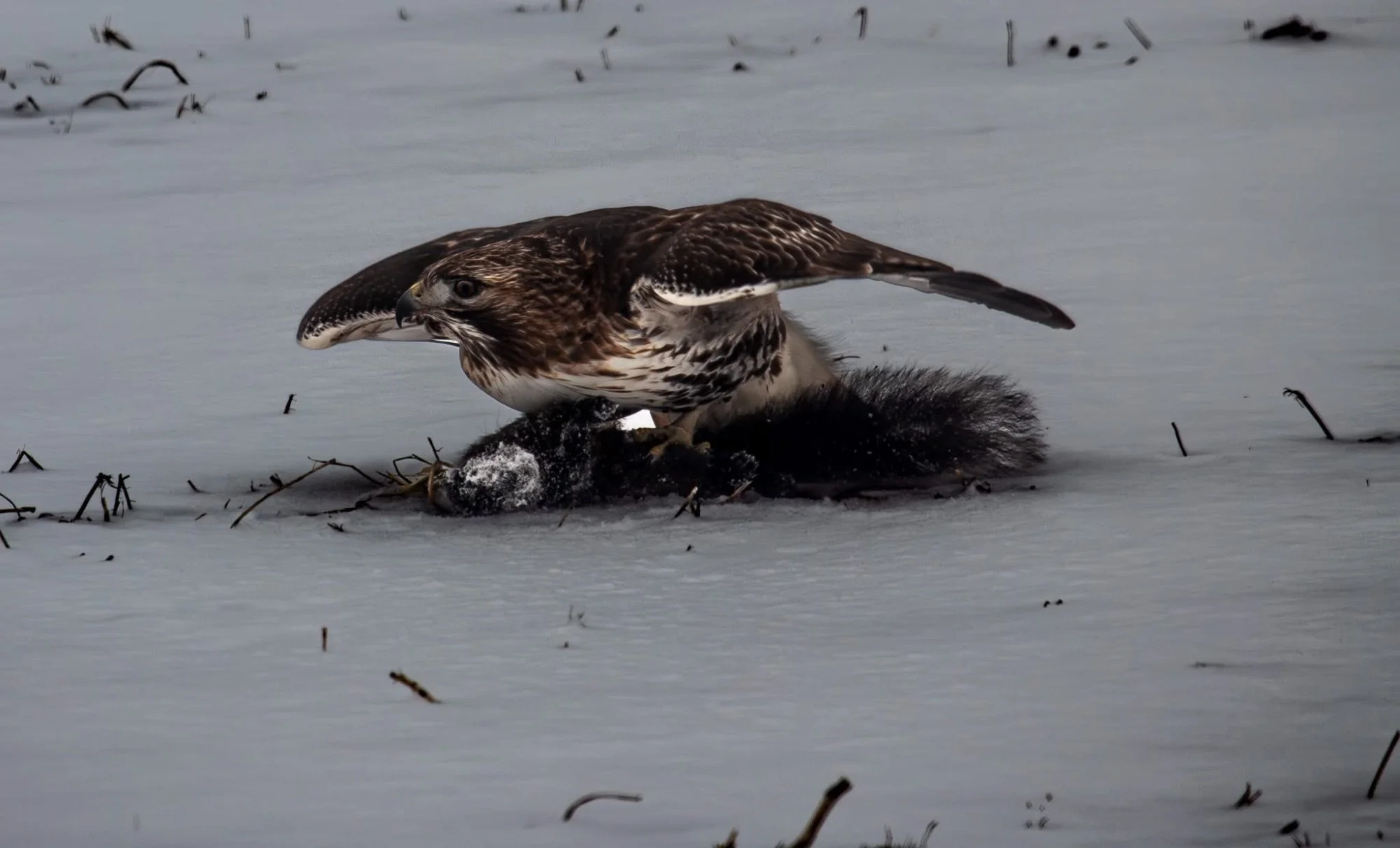 Red-Tailed Hawk