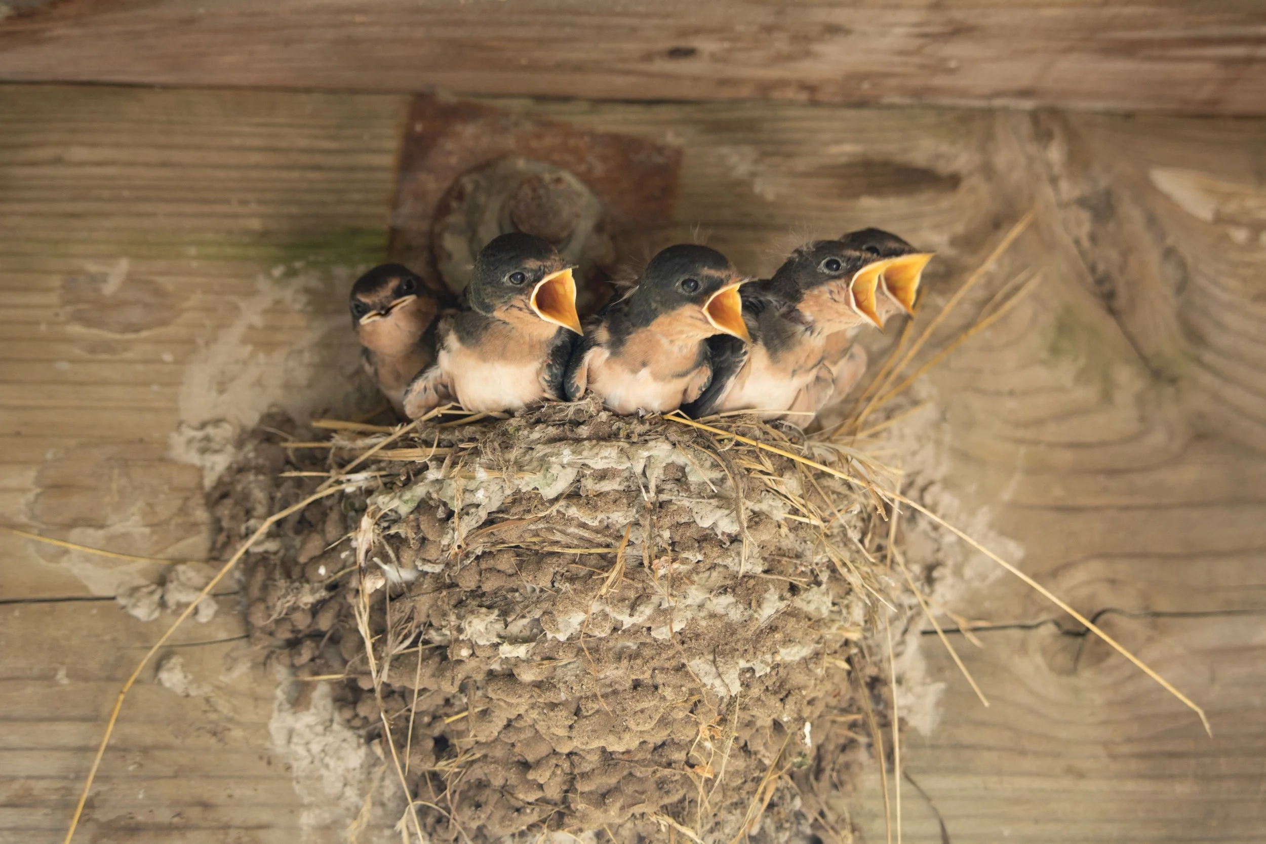 Baby Barn Swallows