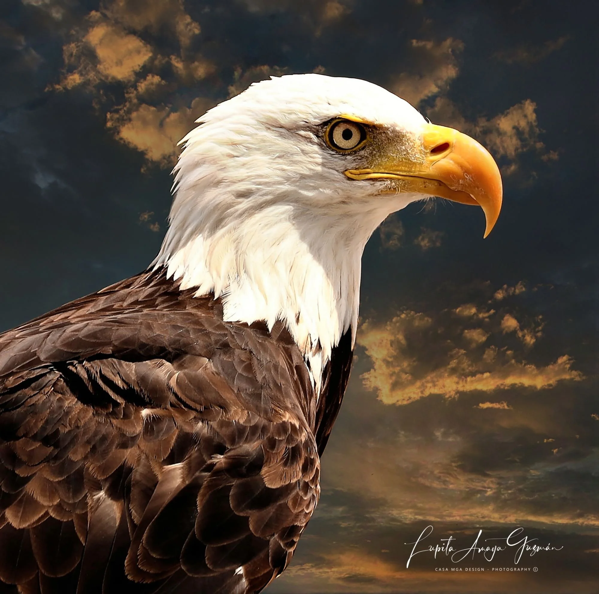 Majestic Bald Eagle