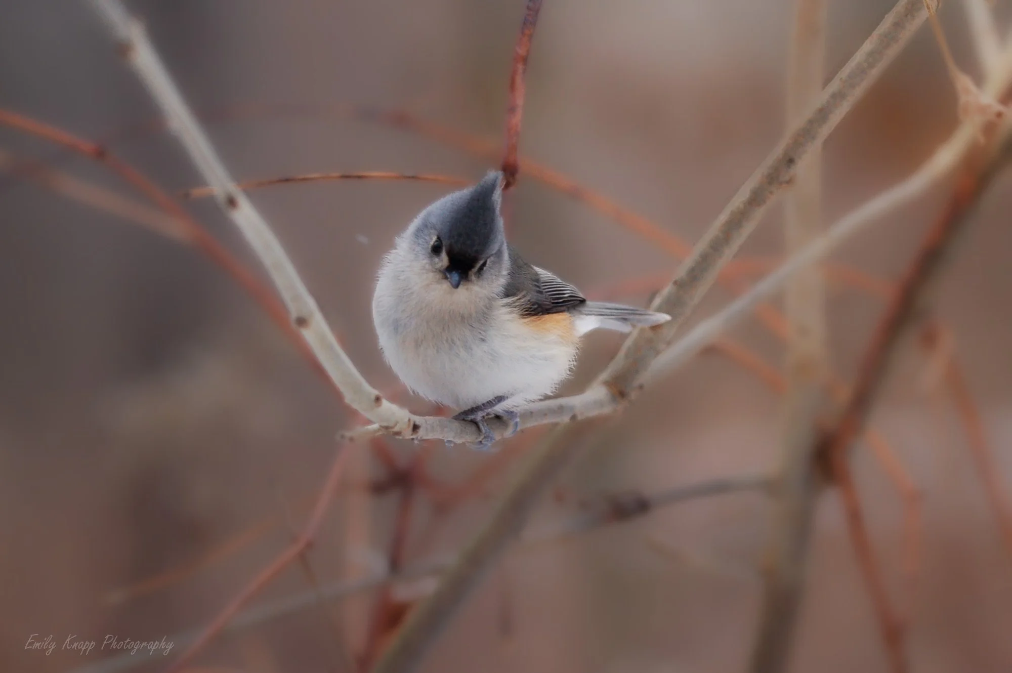Tufted Titmouse Posing