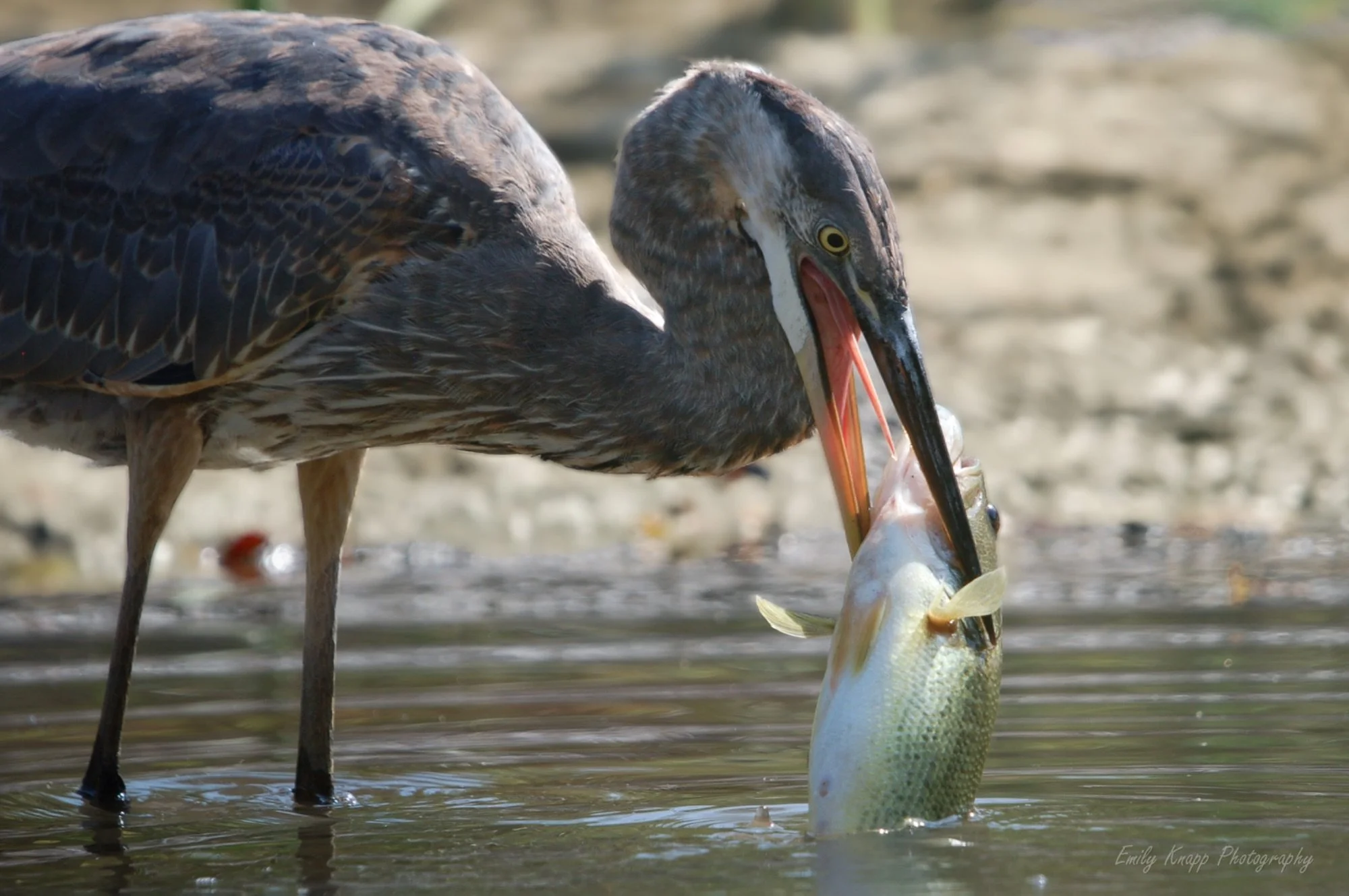 Great Blue Heron enjoying a snack : Winner - Category : Wings of Windsor-Essex