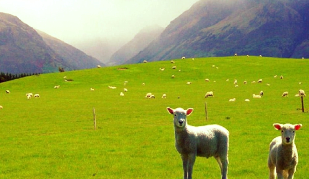 New Zealand Annual Holidays