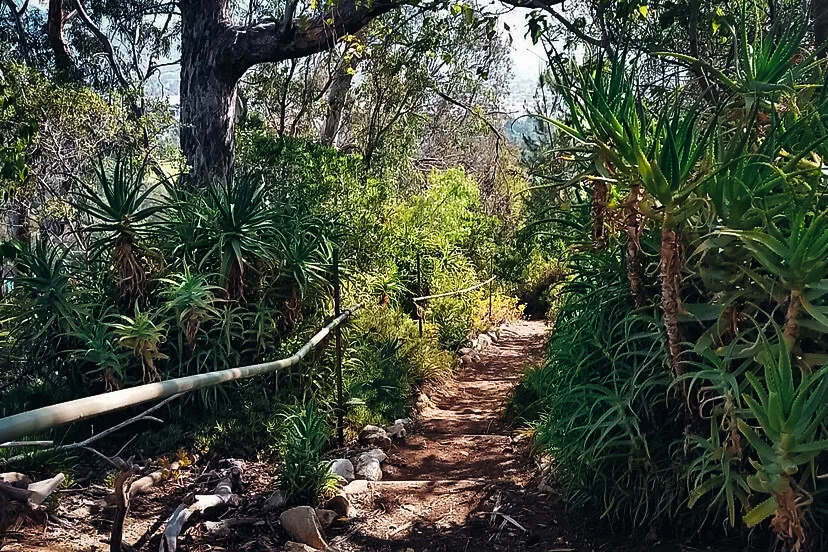 Griffith Park ~3.5 Mile Run - Amir's Garden