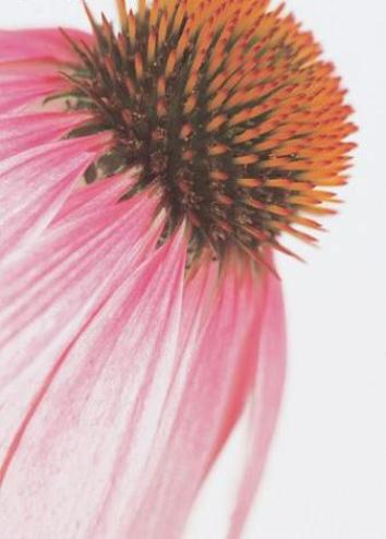 Our Echinacea formula has been studied and clinically proven to bring the immune system into balance and provide long-lasting protection from illness.