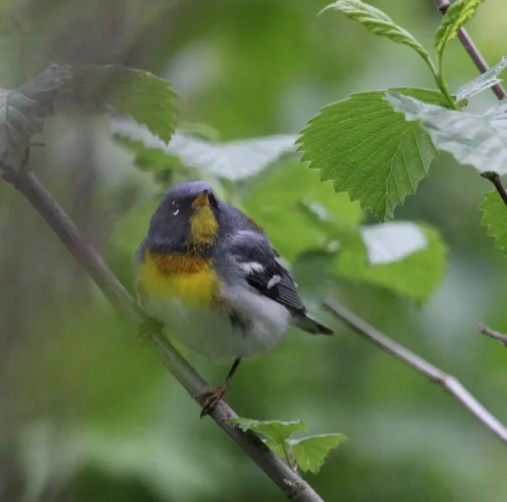 Northern Parula