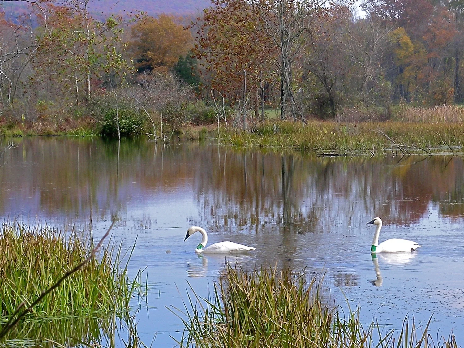 swans.jpg