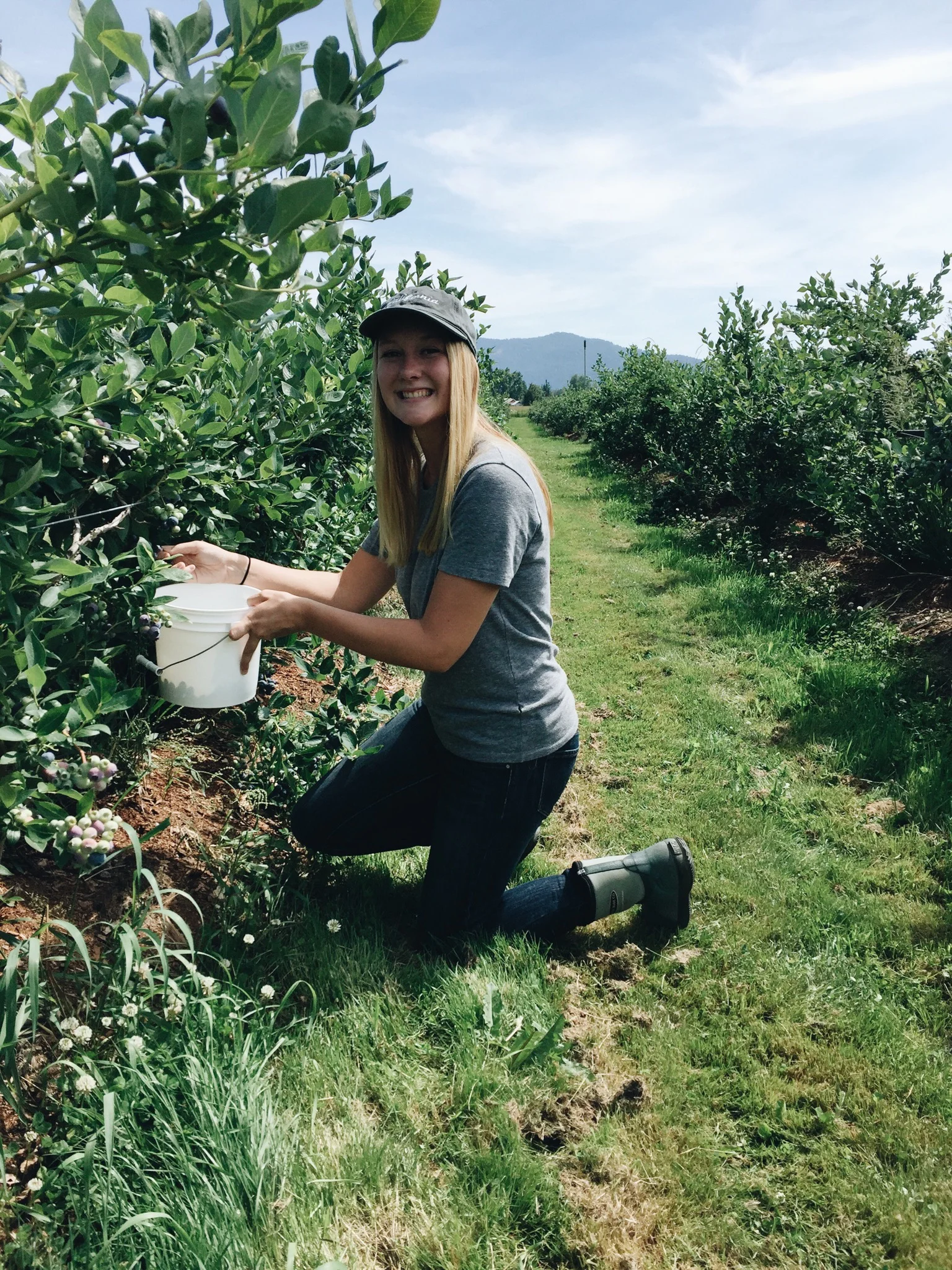 Blueberry Picking