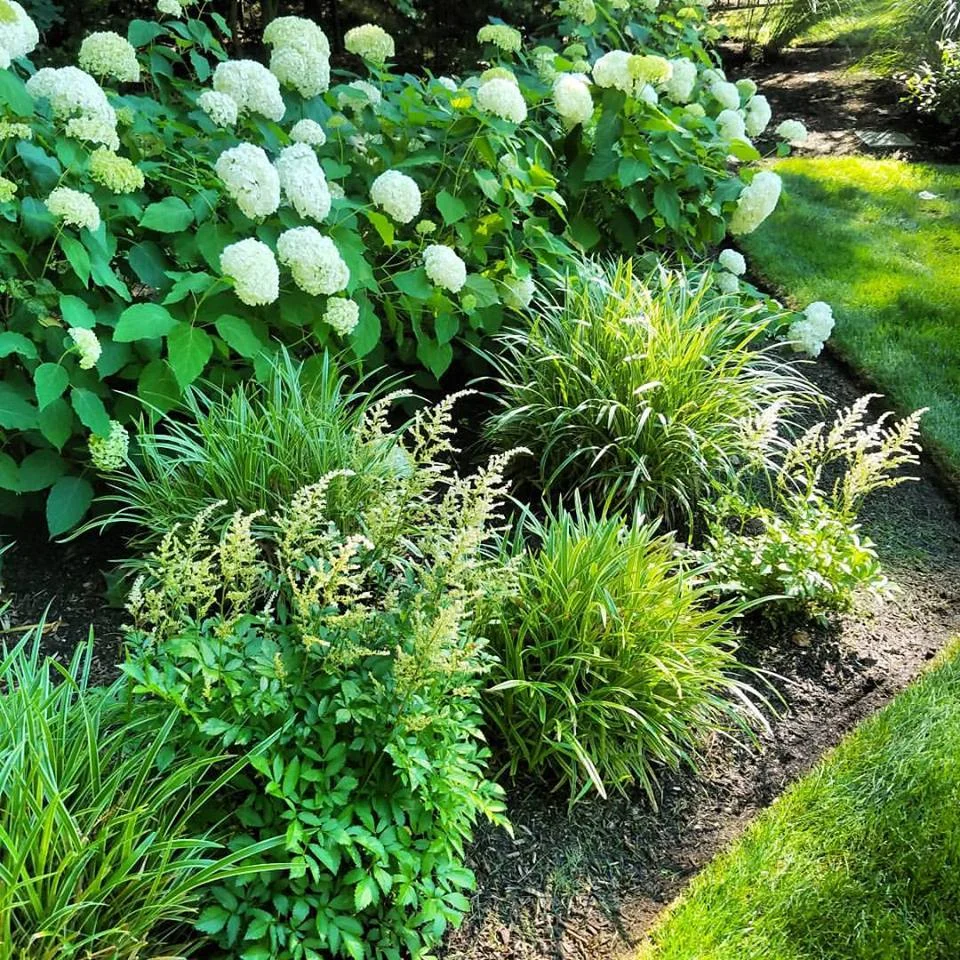 Dembling hydrangeas.jpg