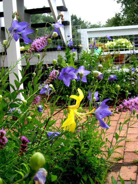 Norwich Garden.jpg