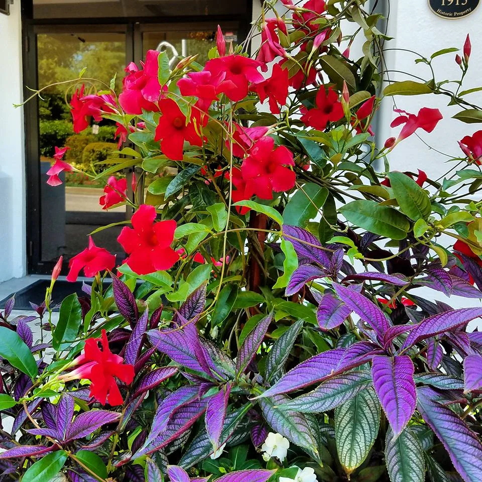 mandevilla.jpg