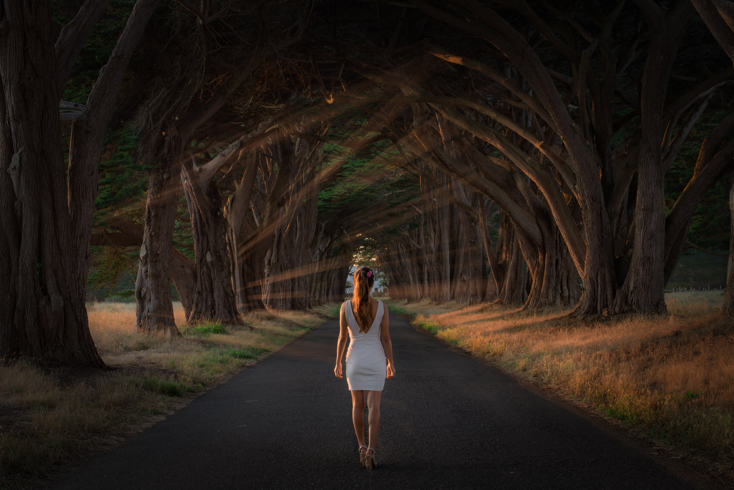 Cypress Tree Tunnel