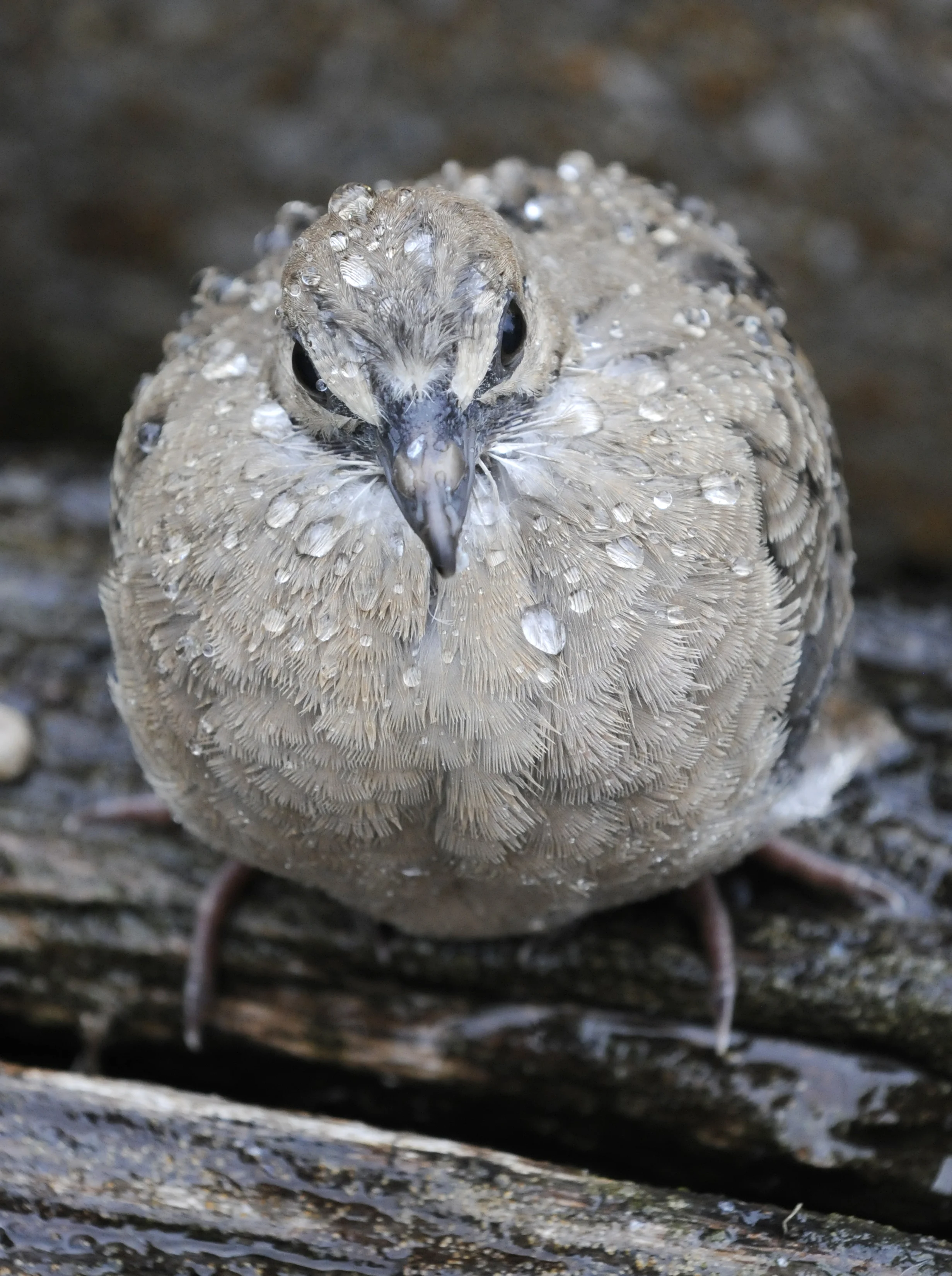 rain dove 1.jpg