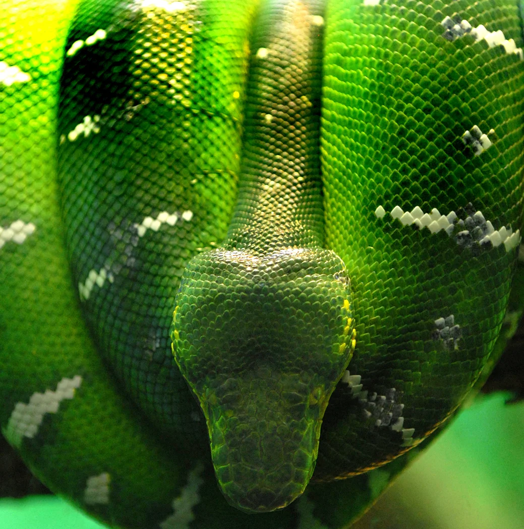 snake copy.jpg