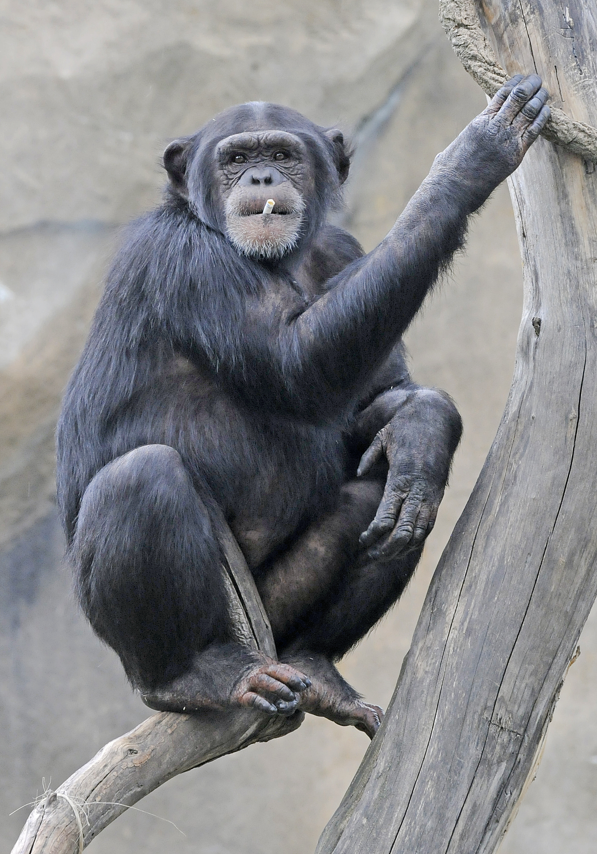 monkey with cig.jpg