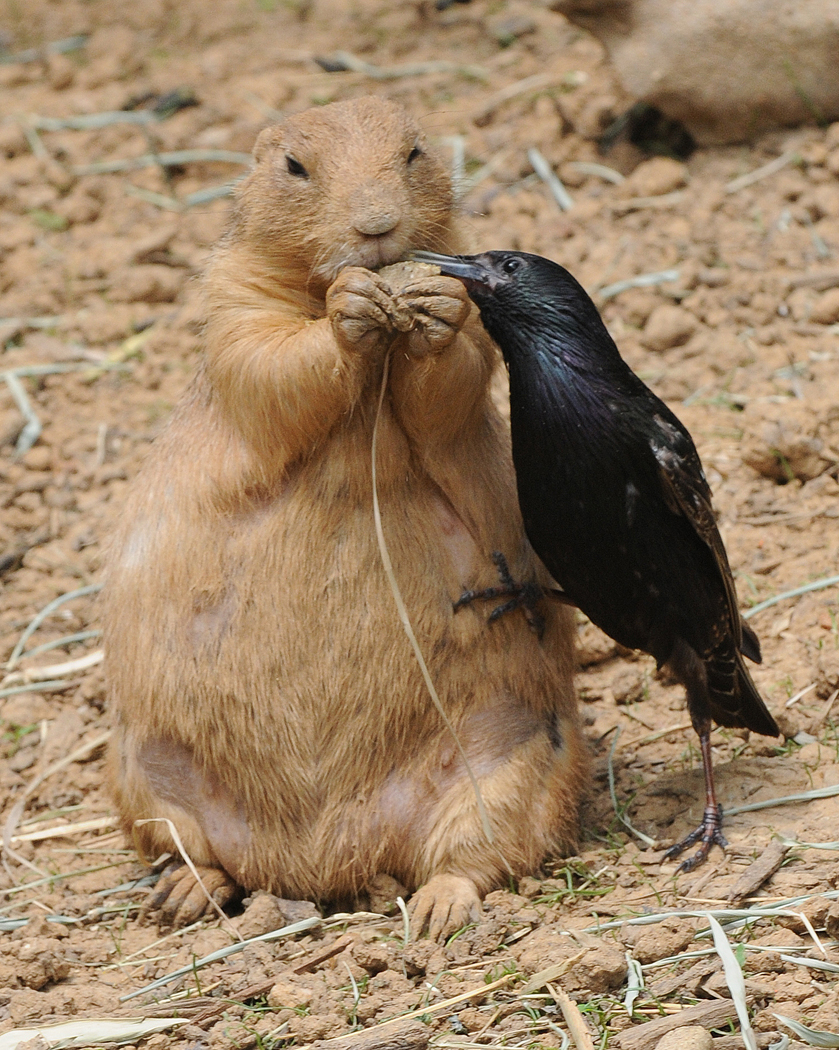 praire dog and bird 1 copy.jpg