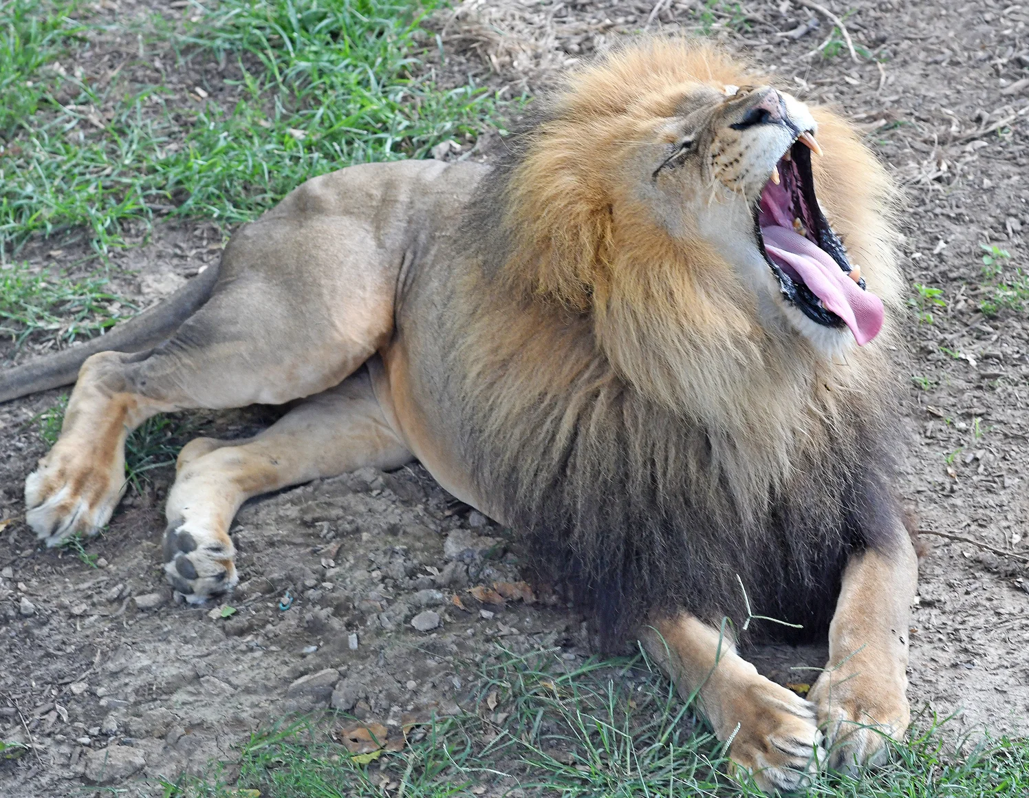 Loin 1 copy.jpg