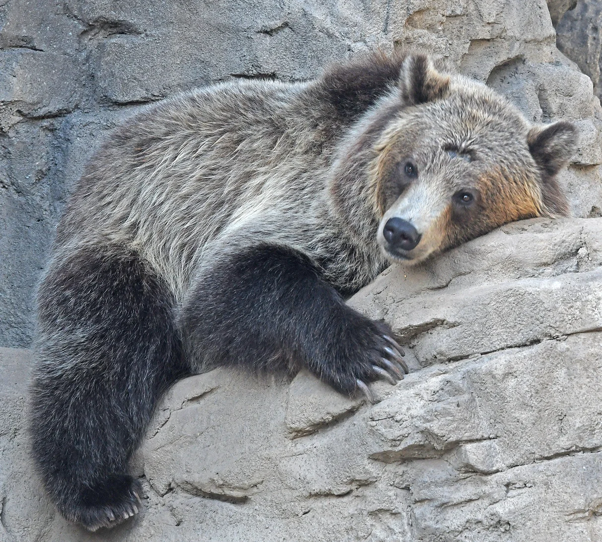bear copy.jpg