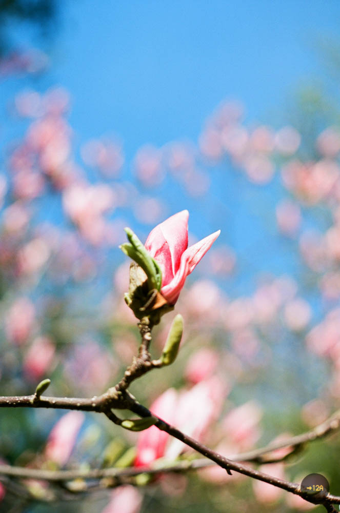 20170504-Blossom (1 of 1).jpg