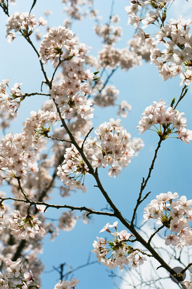 20170504-Blossoms (1 of 1).jpg