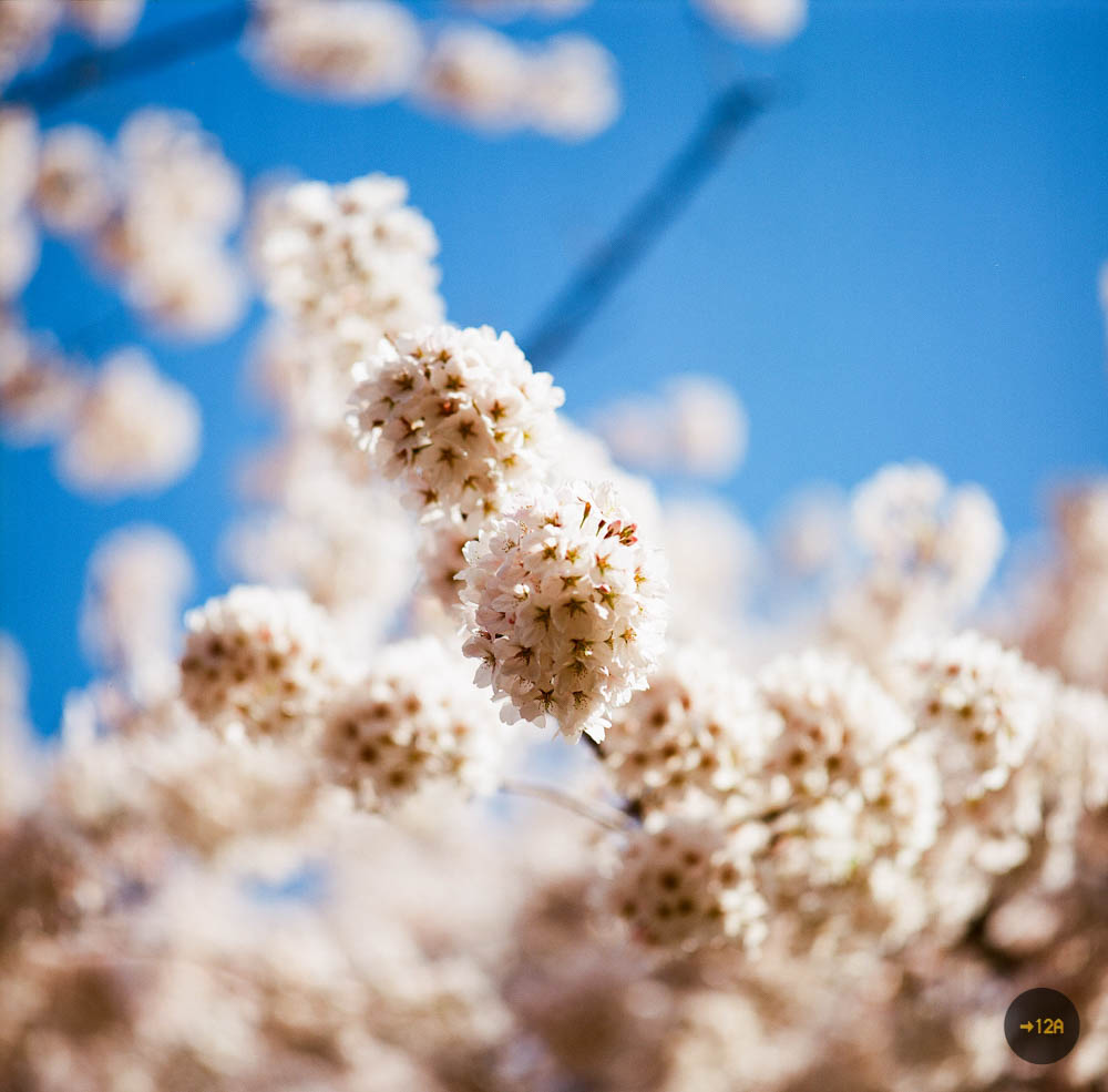 20170504-bokeh (1 of 1).jpg