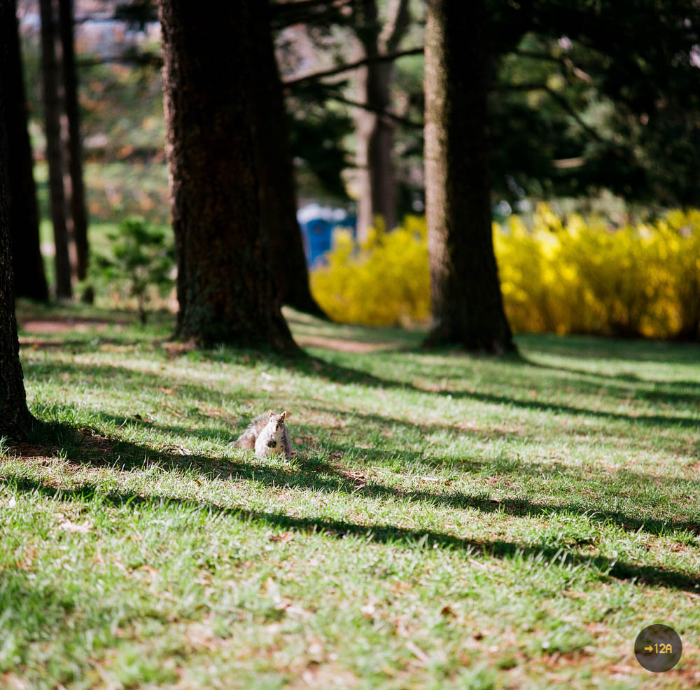 20170504-squirrel (1 of 1).jpg