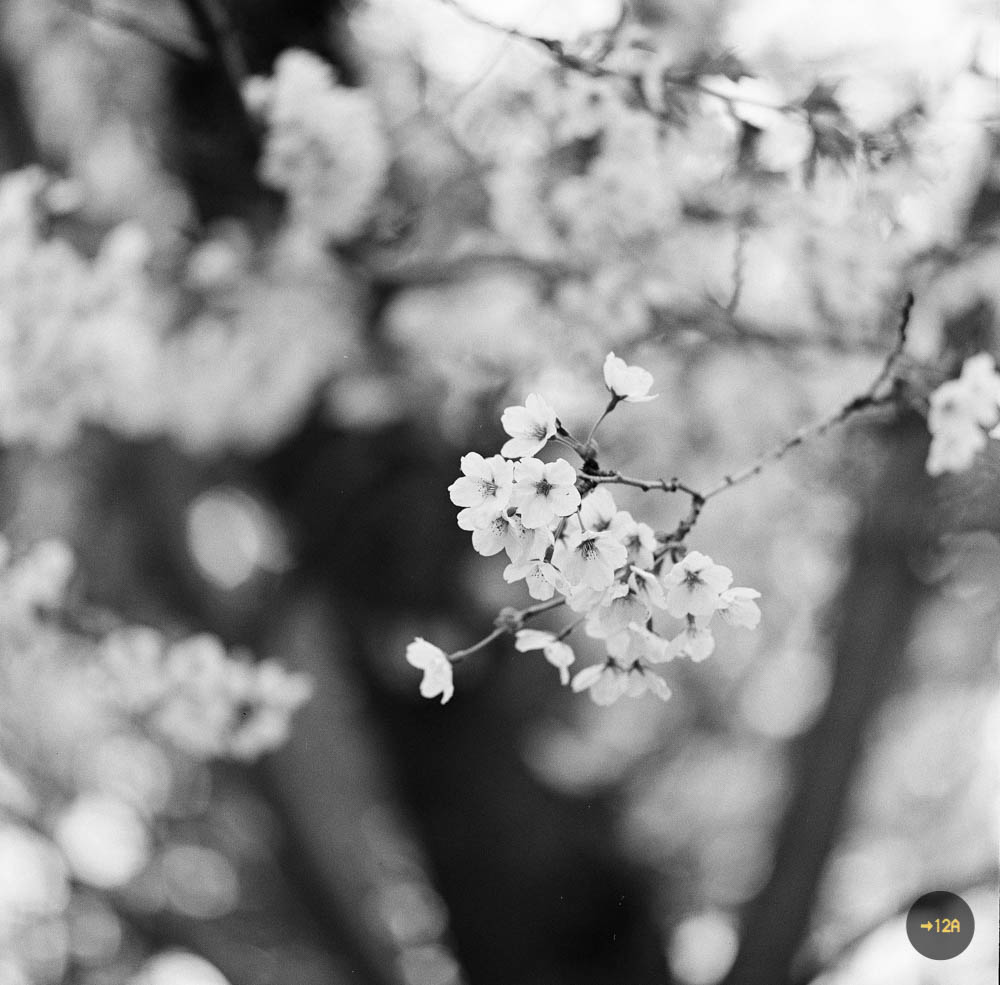 20170504-White (1 of 1).jpg