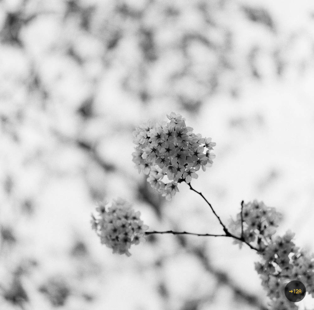 20170504-Whiter (1 of 1).jpg