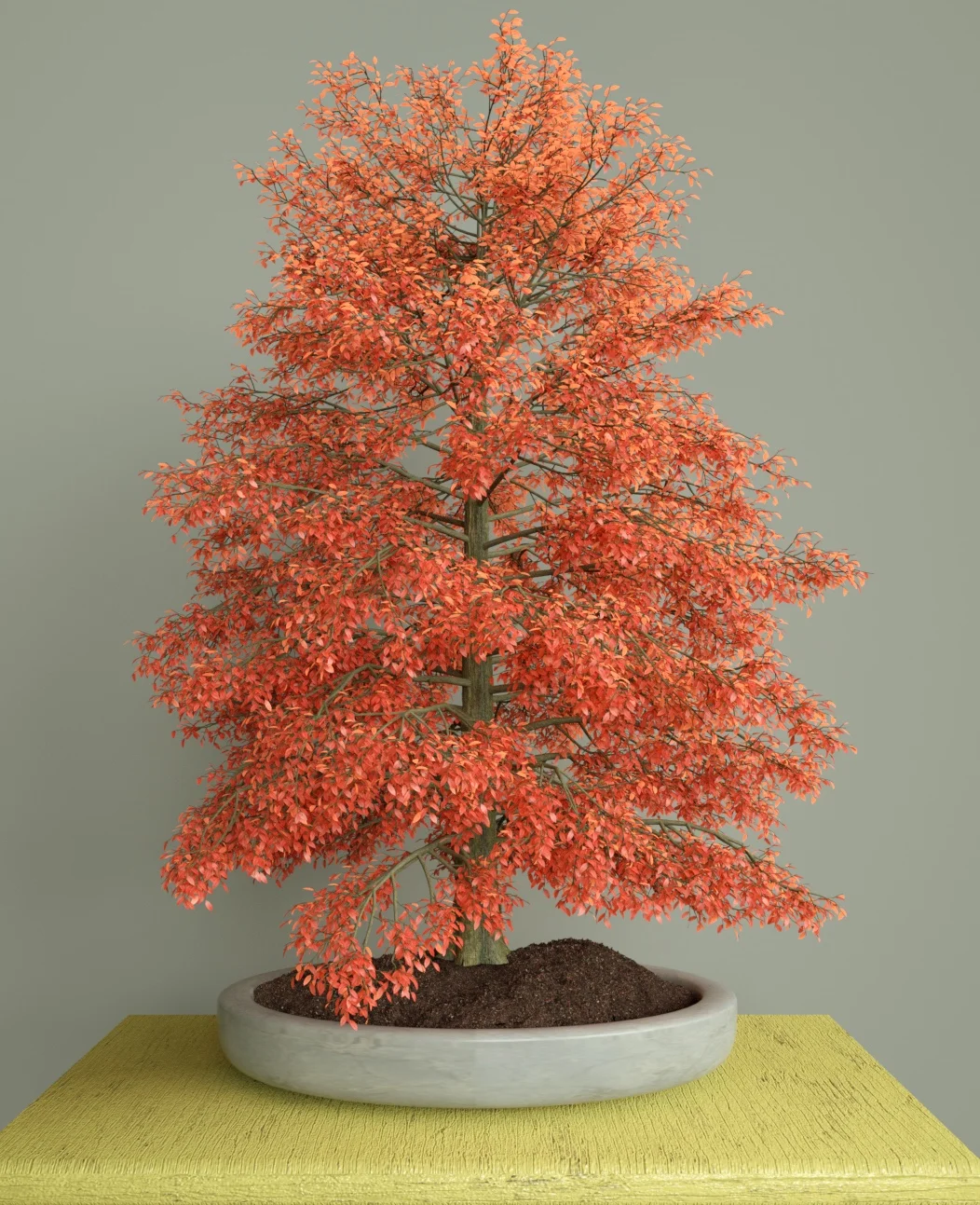 Maple