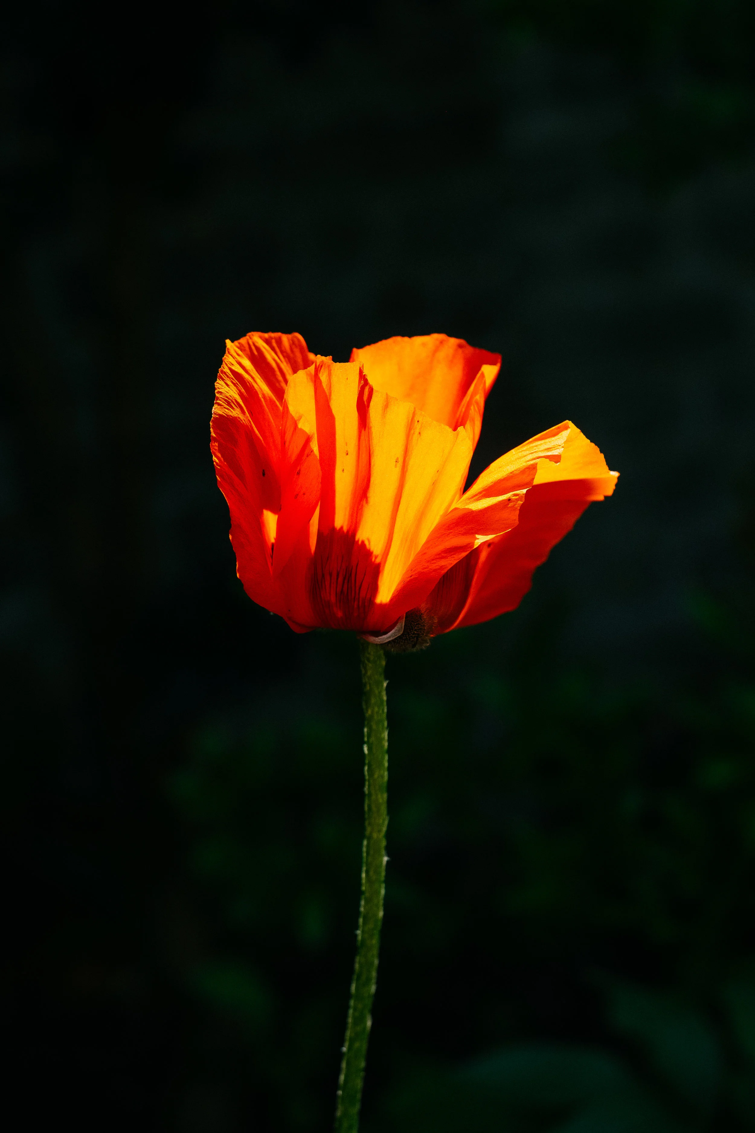 Poppy.jpg