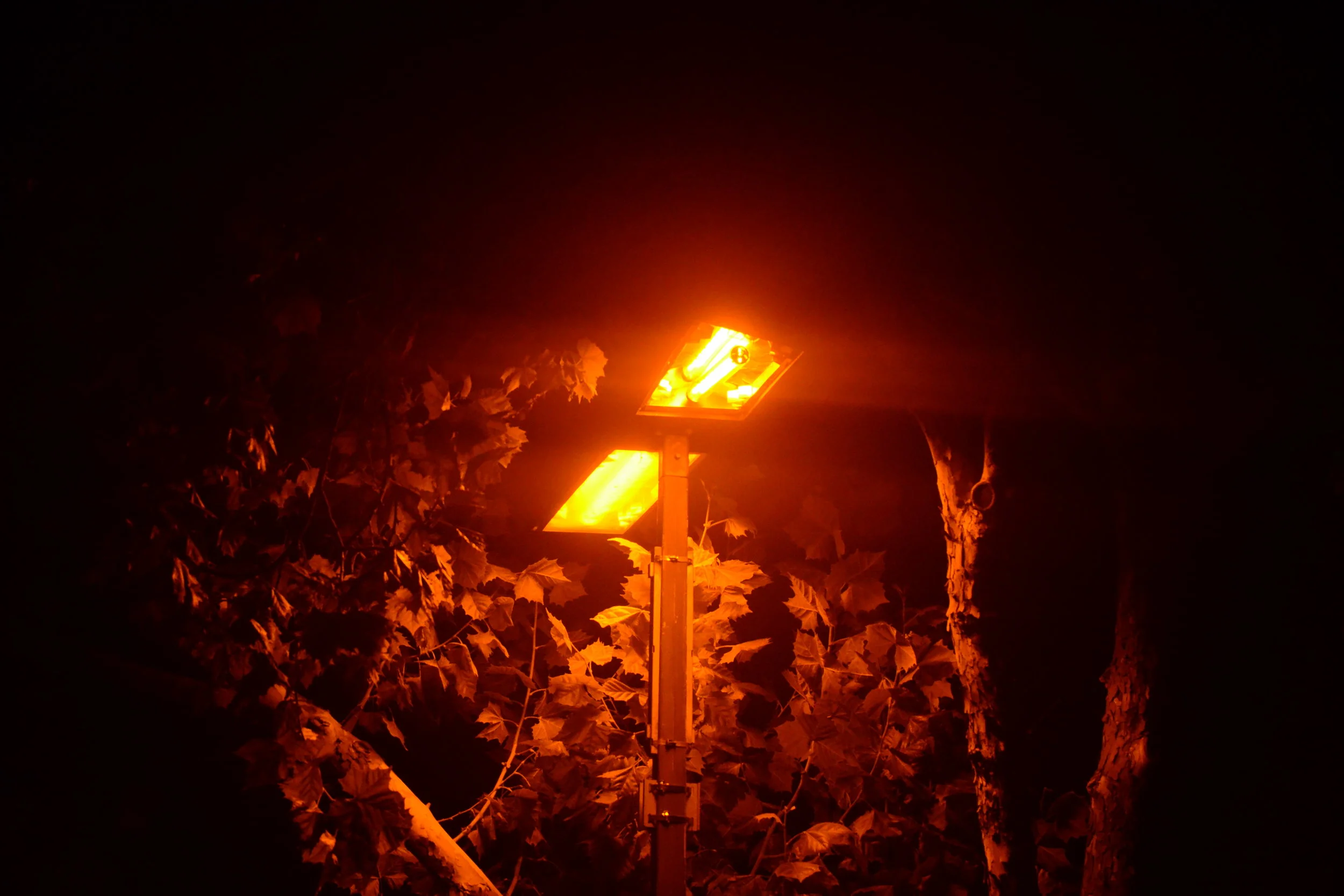 DSC_0046.JPG